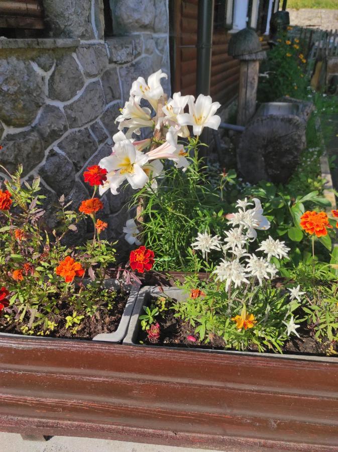 Bed and Breakfast Smucarska Koca Kotlje Экстерьер фото